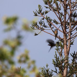 natural habitat, forest
