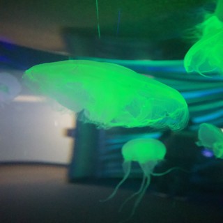 Glowing Jellyfish Display in Aquarium Tank