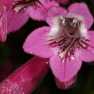 Pink Geranium bloom up close