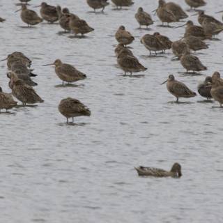 Symphony of Sandpipers