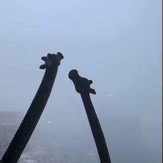 Giraffes in the Fog