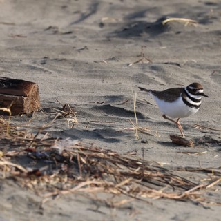 Killdeer Foraging on Sandy Beach at Drakes Beach