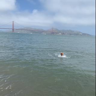 Swimming in the Shadow of the San Francisco Bridge