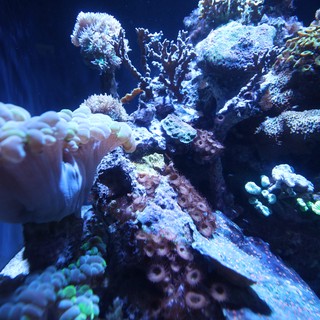 aquarium or indoor reef tank