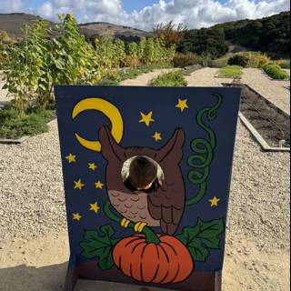 Peek-a-Boo in the Pumpkin Patch