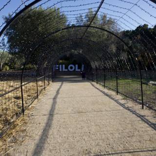 Stroll Through Filoli's Illuminated Pathway