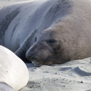 Elephant Seal Resting on Sandy Beach at Drakes Beach