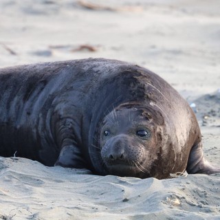 Young Elephant Seal Resting on Sandy Beach