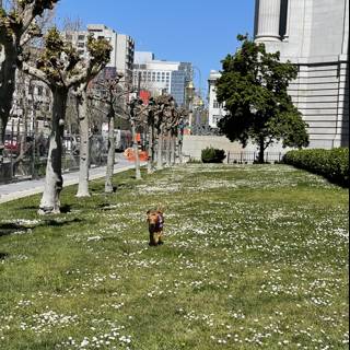 Urban Dog Walks Amongst Parkland
