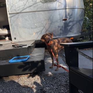 Curious Canine Companion in the Outdoors