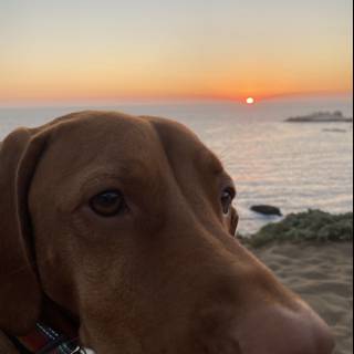 Sunset Portrait with Man's Best Friend
