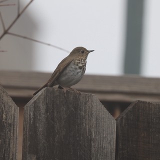 Hermit Thrush Perched on Weathered Wooden Fence