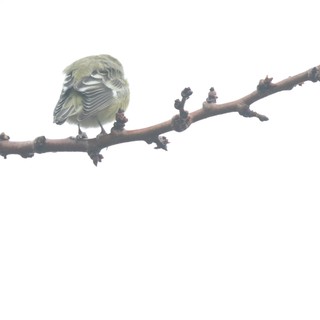 Puffed Up Warbler Resting on Winter Branch