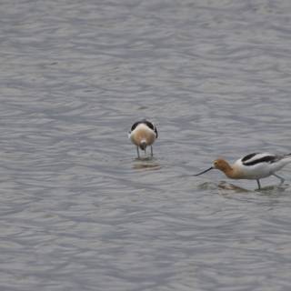 Wading Wonders