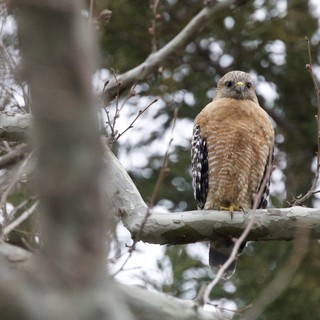 Red-shouldered Hawk Perched on Winter Branch