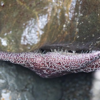 Sea Star Wedged Between Rocks in Tide Pool