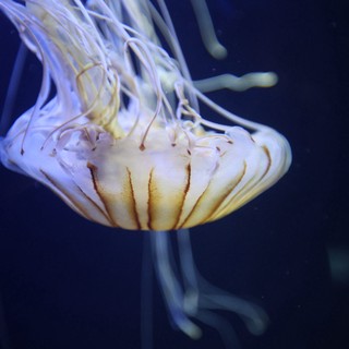 Luminous Jellyfish Drifting in Deep Blue Waters