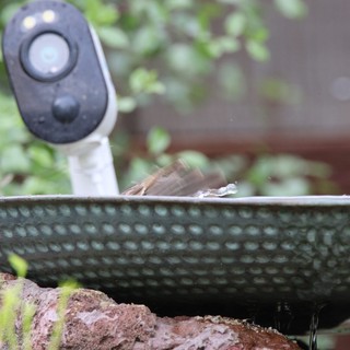 Northern Flicker at Garden Birdbath with Camera