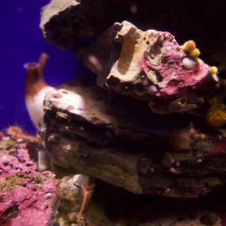 Wonderments of Underwater Life