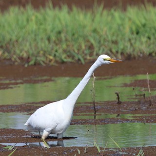 Great Egret Wading in Shallow Wetland Waters