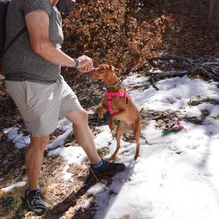 Nature Walk with My Four-Legged Friend