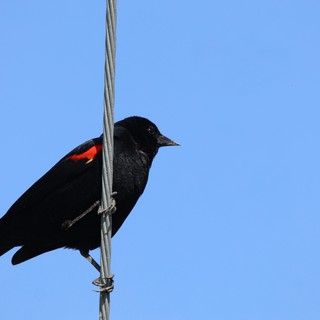 Red-winged Blackbird Perched on Wire Against Blue Sky