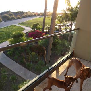 Two Canine Companions Overlooking Pismo Beach
