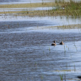 Ducks Swimming Through Shallow Wetland Waters at Dusk