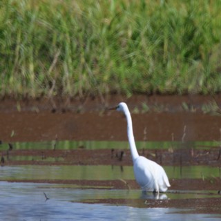 Great Egret Wading in Shallow Wetland Waters