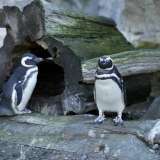 Penguin Pals at SF Zoo