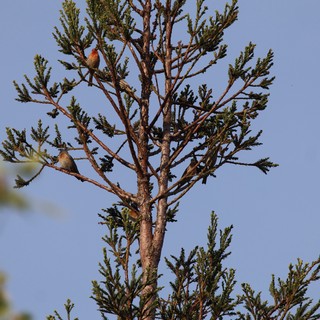 Birds Perched on Cedar Tree at Dawn