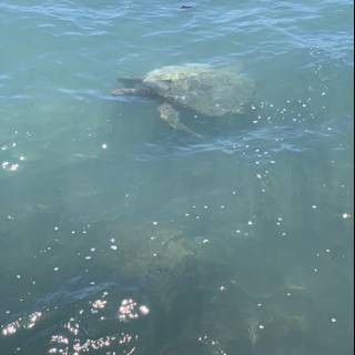 Graceful Sea Turtle in the Waikiki Waves