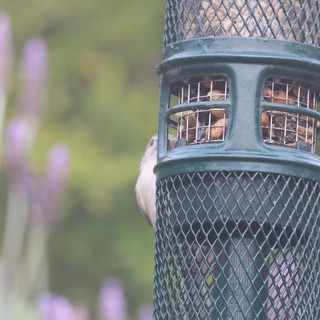 Bird Feeder with Peanuts in Backyard Garden