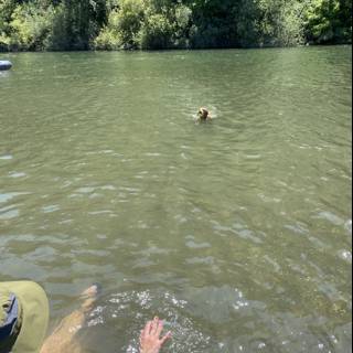 Man and Dog Enjoying a Summer Swim in Monte Rio Lake