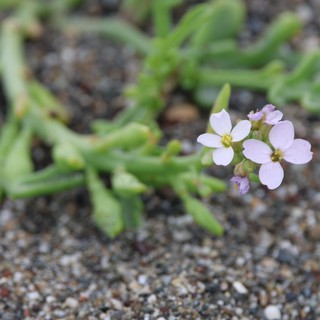 Tiny Pink Wildflower Blooming on Sandy Beach Shore