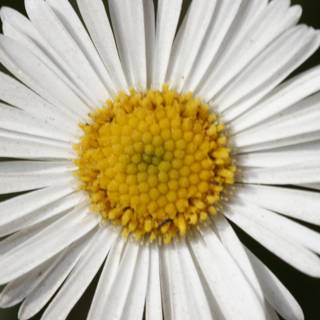 Simple Beauty in a Daisy