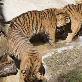 Three Majestic Tigers Quench Their Thirst