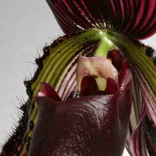 Majestic Purple Orchid