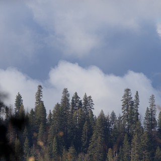Misty Forest Canopy Under Winter Clouds in Yosemite