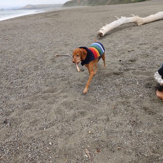 Proud Beach Dog Carries Stick in Rainbow Sweater