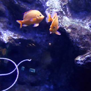Synchronized Swimmers - Dual Clownfish Encounter