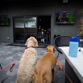 Two Dogs Watching Child at Schoolyard Entrance
