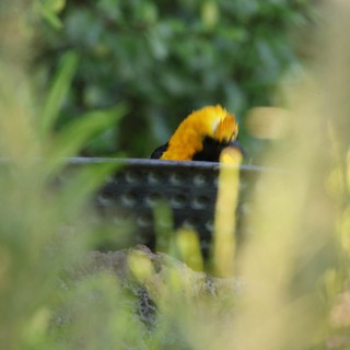 Fuzzy Caterpillar Crawling on Garden Wire