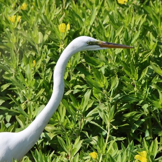 Great Egret Hunting in Wildflower Meadow