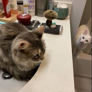 Sink Time with Two Feline Friends