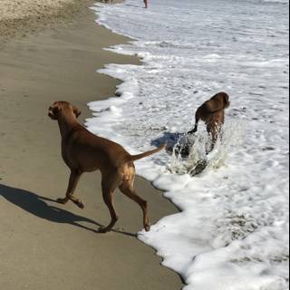Canine Fun at Huntington Dog Beach