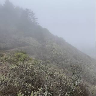 Misty Hillside in Marin Headlands