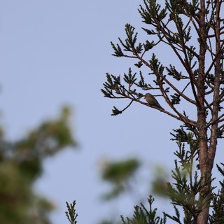 Solitary Bird Perched on Bare Conifer Branch