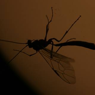 Mosquito Silhouette