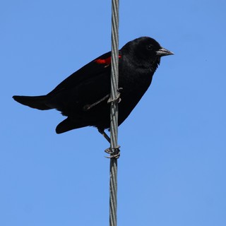 Red-Winged Blackbird Perched on Wire Against Clear Sky